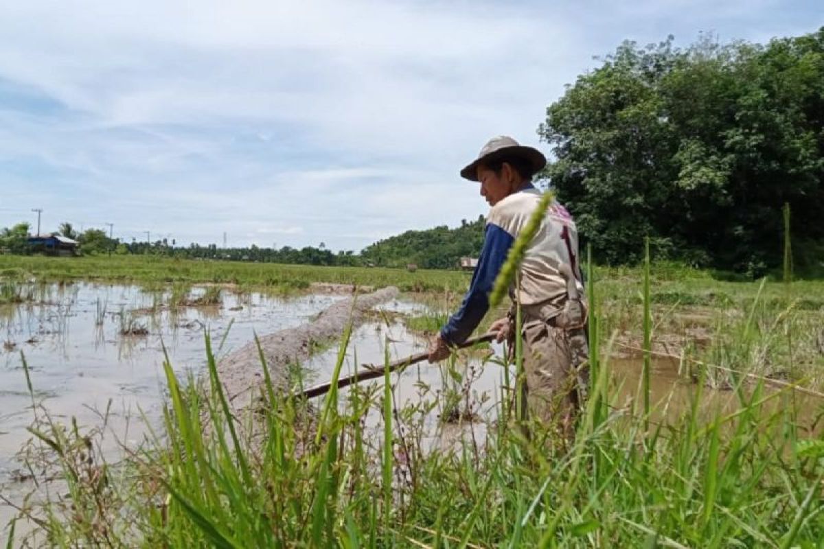 Lonjakan harga beras belum berdampak positif terhadap kesejahteraan petani