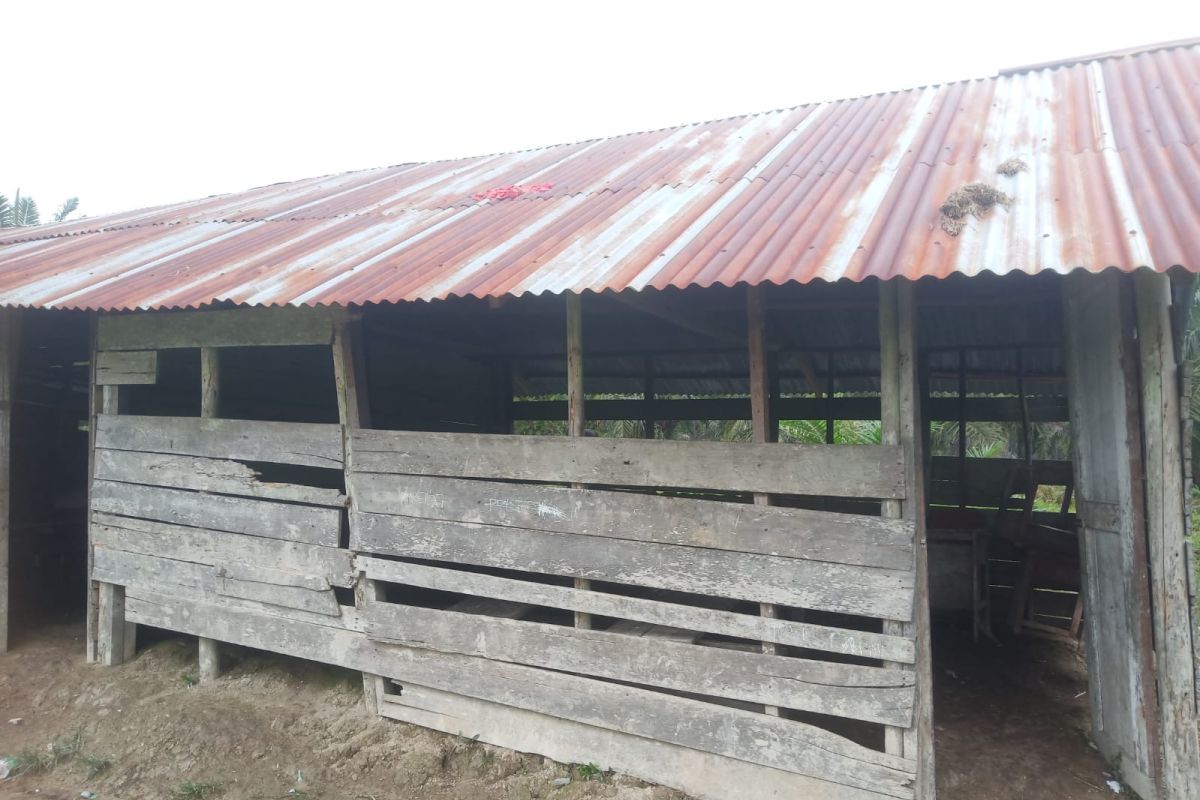 Puluhan murid SD di Rohil belajar di sekolah mirip kandang