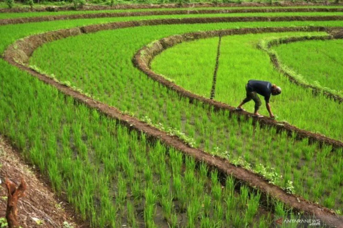 DPKP DIY targetkan 2.500 hektare sawah peroleh asuransi pertanian