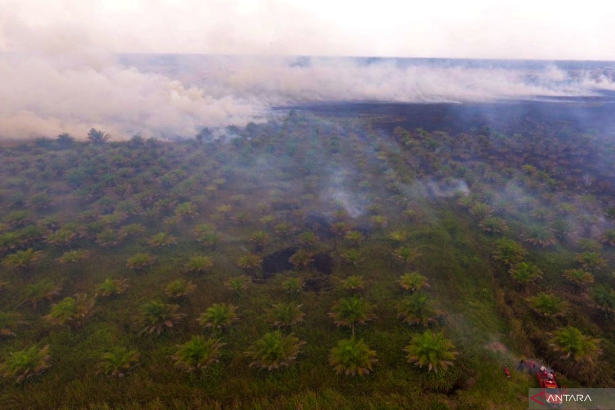 Wildfires burn 12 hectares forest and oil palm in Tapin, water scarce