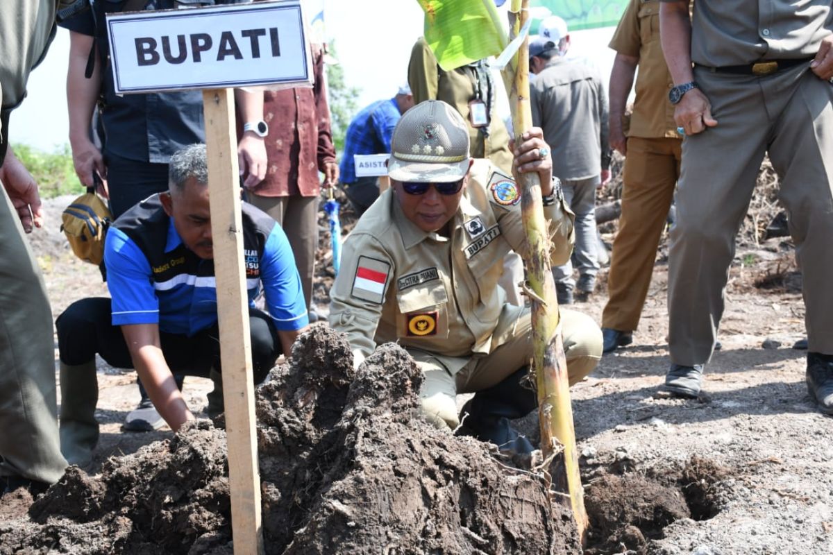 Petani Kayong terima bantuan 25 ribu bibit pisang ponti dari Kementan