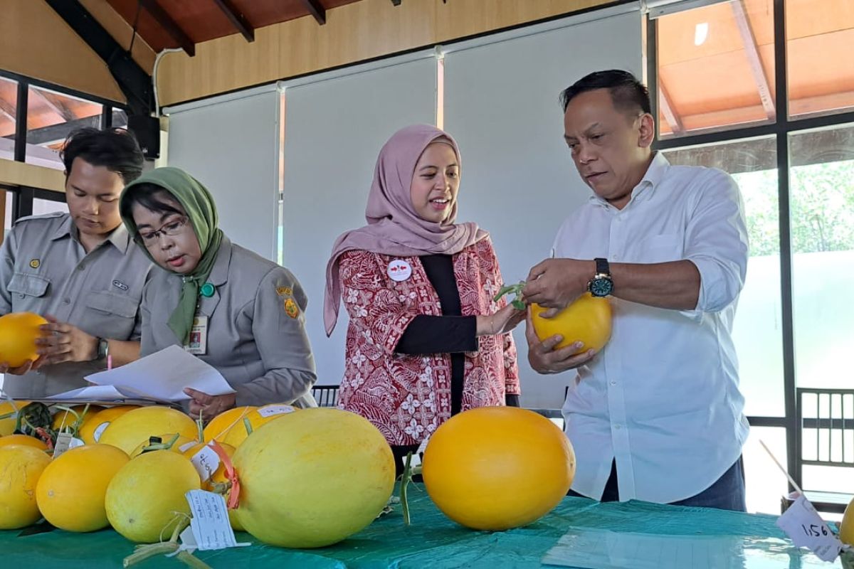 Urban farming varietas golden melon bantu perekonomian warga Surabaya