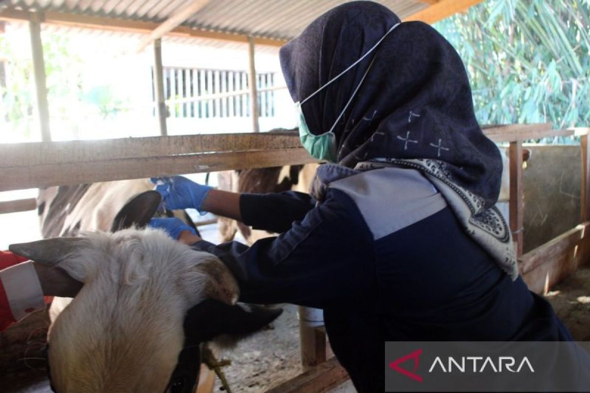 Pemkab Boyolali terus lakukan vaksinasi  cegah antraks pada ternak sapi