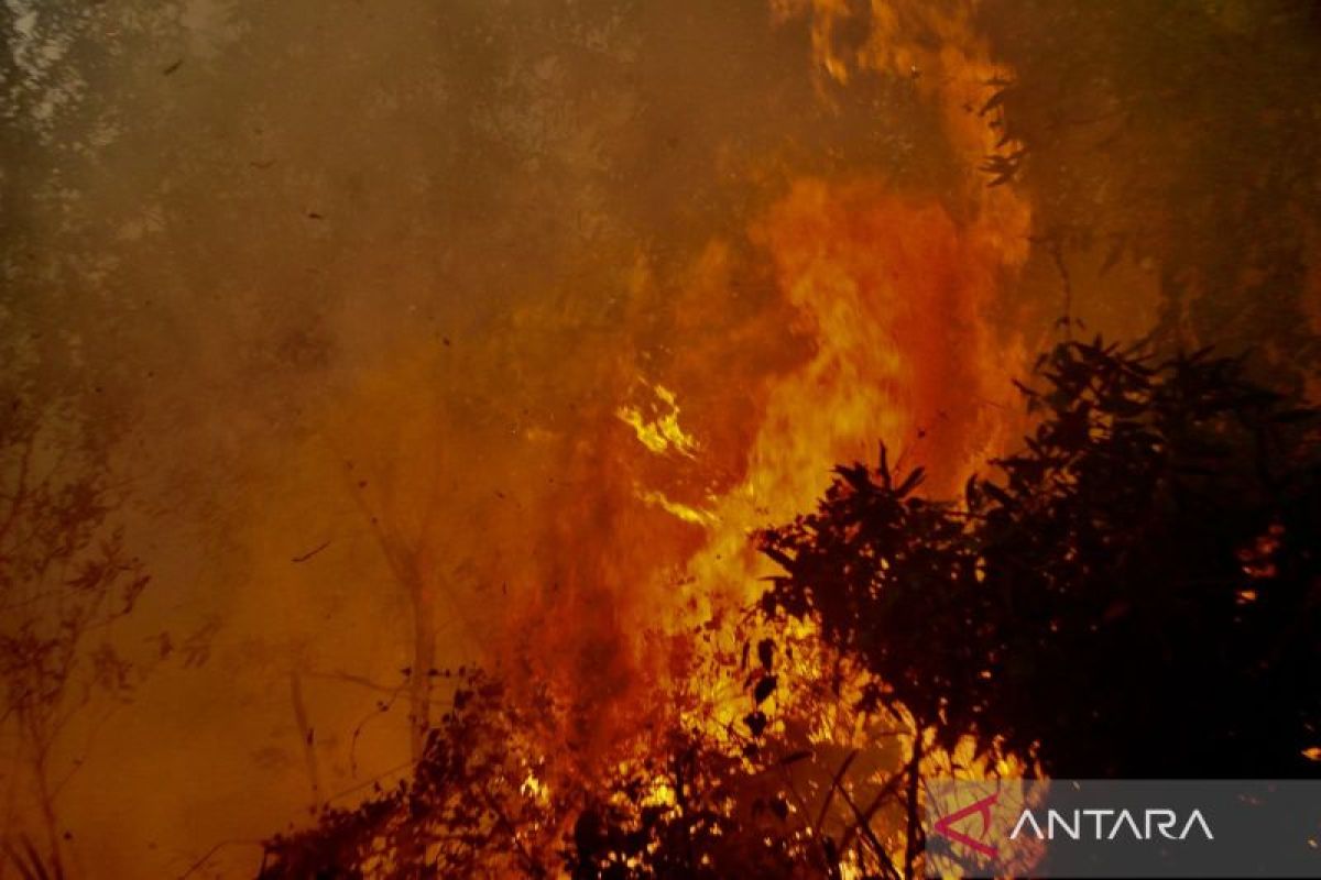 Karhutla hanguskan gambut di pinggir jalan nasional di Banjarbaru