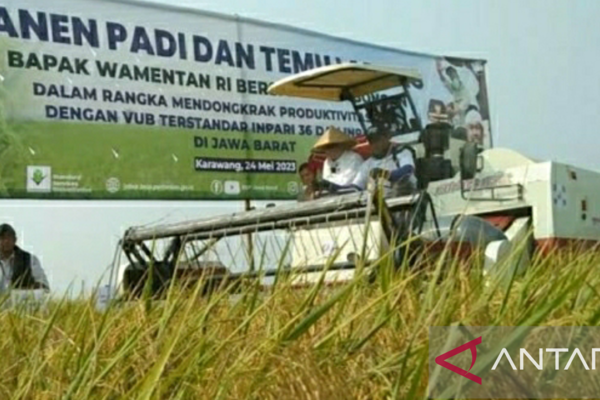 Optimisme capaian produksi di daerah lumbung padi saat El Nino