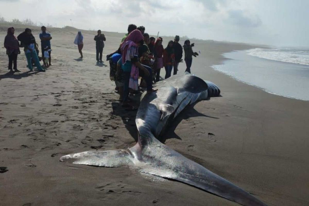 Hiu tutul yang terdampar di pantai selatan Purworejo dikubur