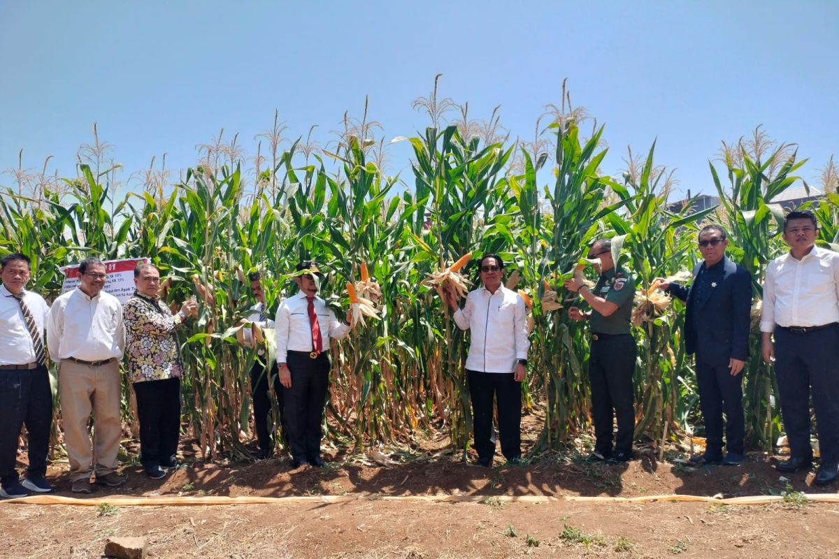 Unhas luncurkan varietas unggul Jagung Jago