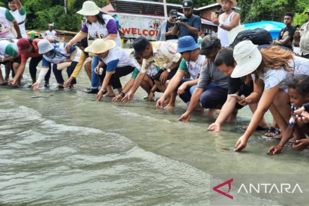 Balai Besar TNTC-Pemkab Wondama lepas liar 73 ekor tukik di Pulau Roon