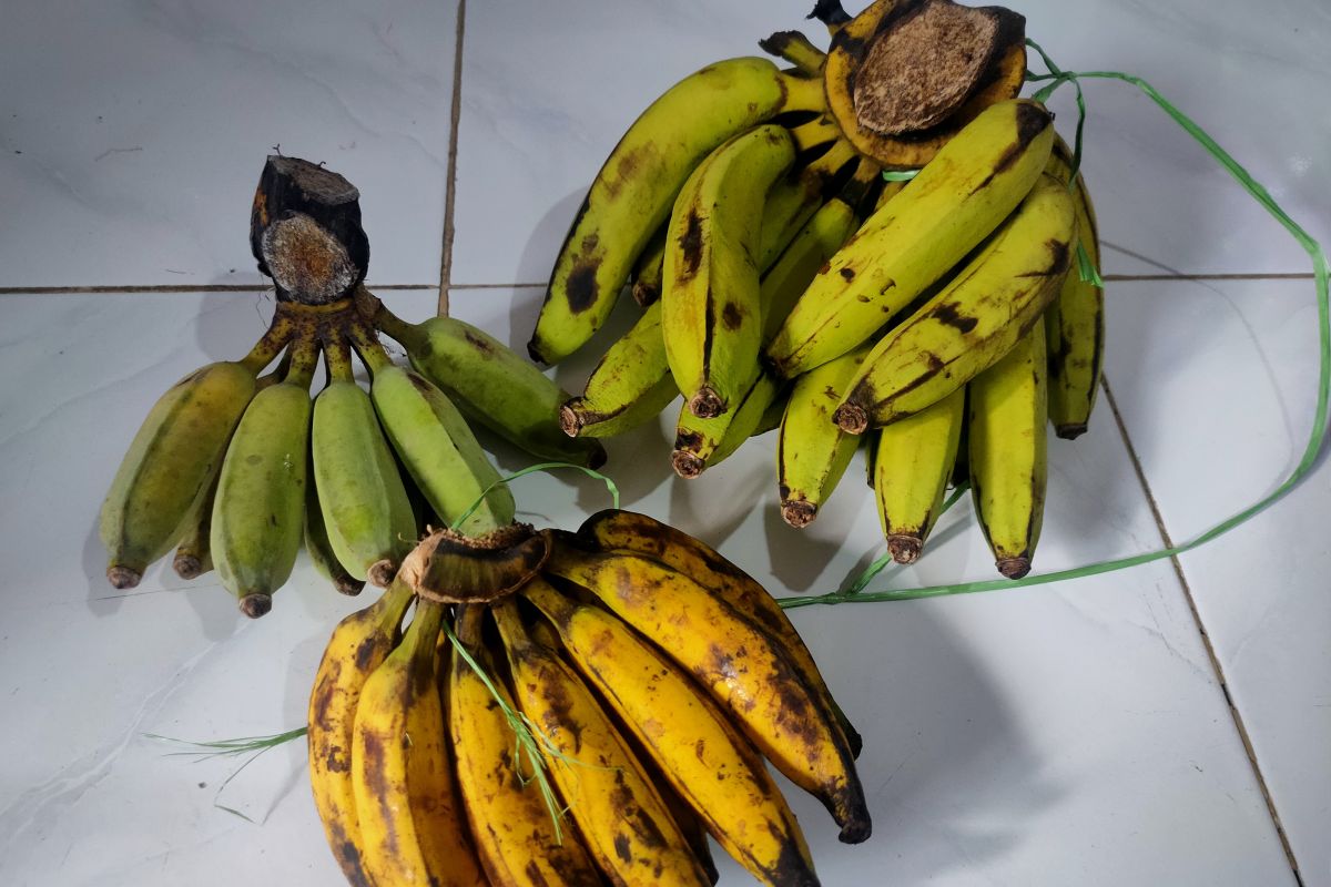 Kemarau sebabkan harga pisang mahal