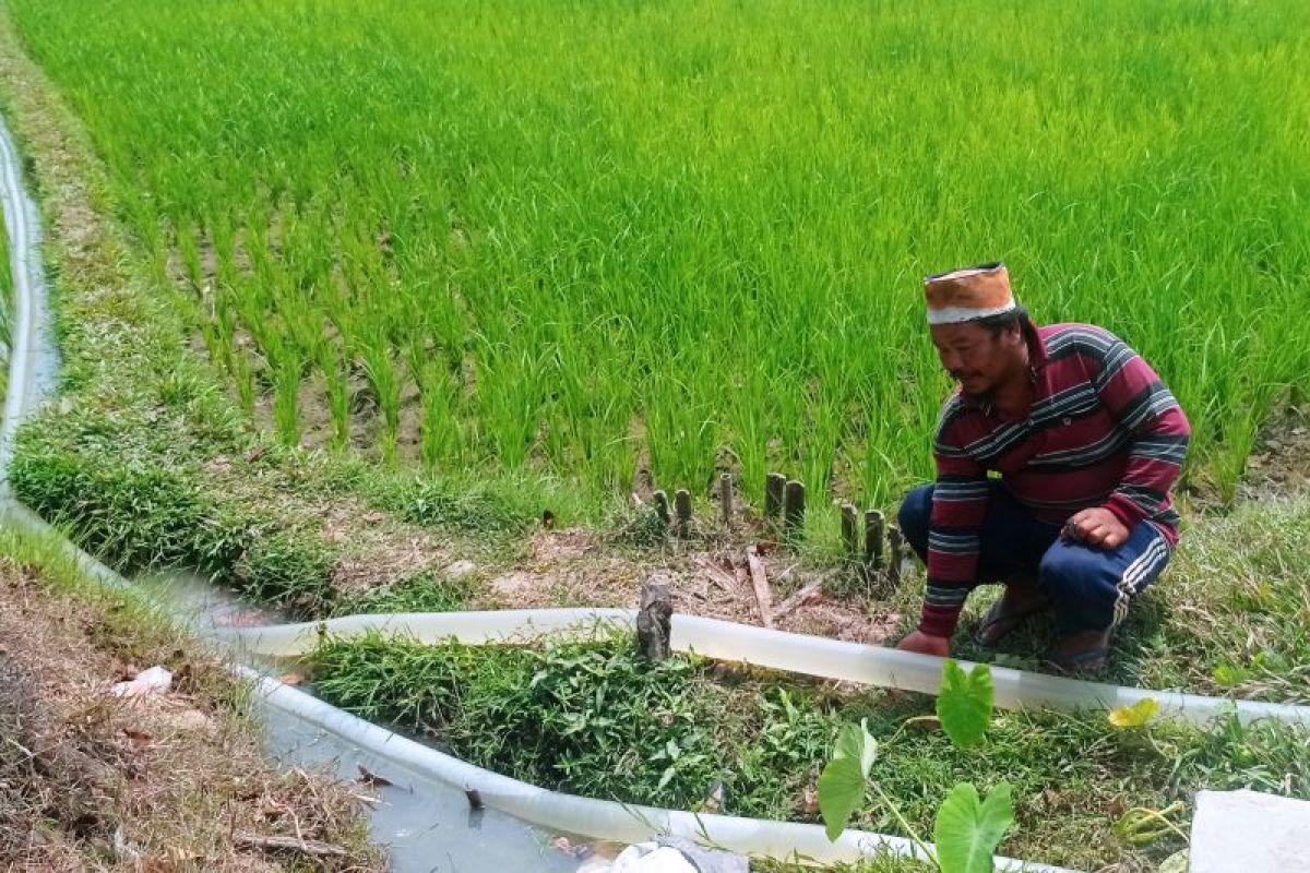 Petani Lebak gunakan pompa secara mandiri atasi kekeringan