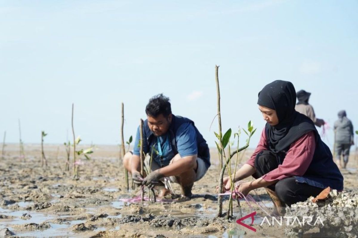 PT Timah tanam 1.000 mangrove berdayakan Desa Wisata Teluk Rubiah