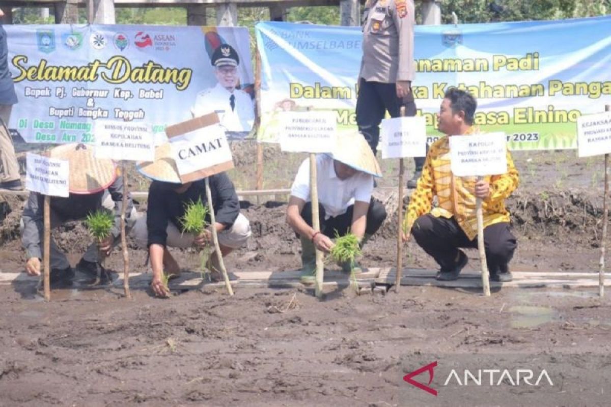 Babel optimalkan pengembangan tanaman pangan hadapi el nino