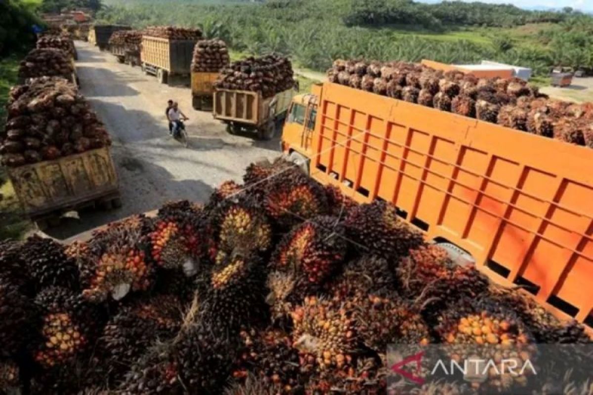 Harga CPO di Sumsel naik  Rp366 per kilogram