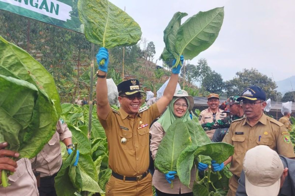 Kabupaten Bandung jadikan tiga varietas tembakau sebagai unggulan