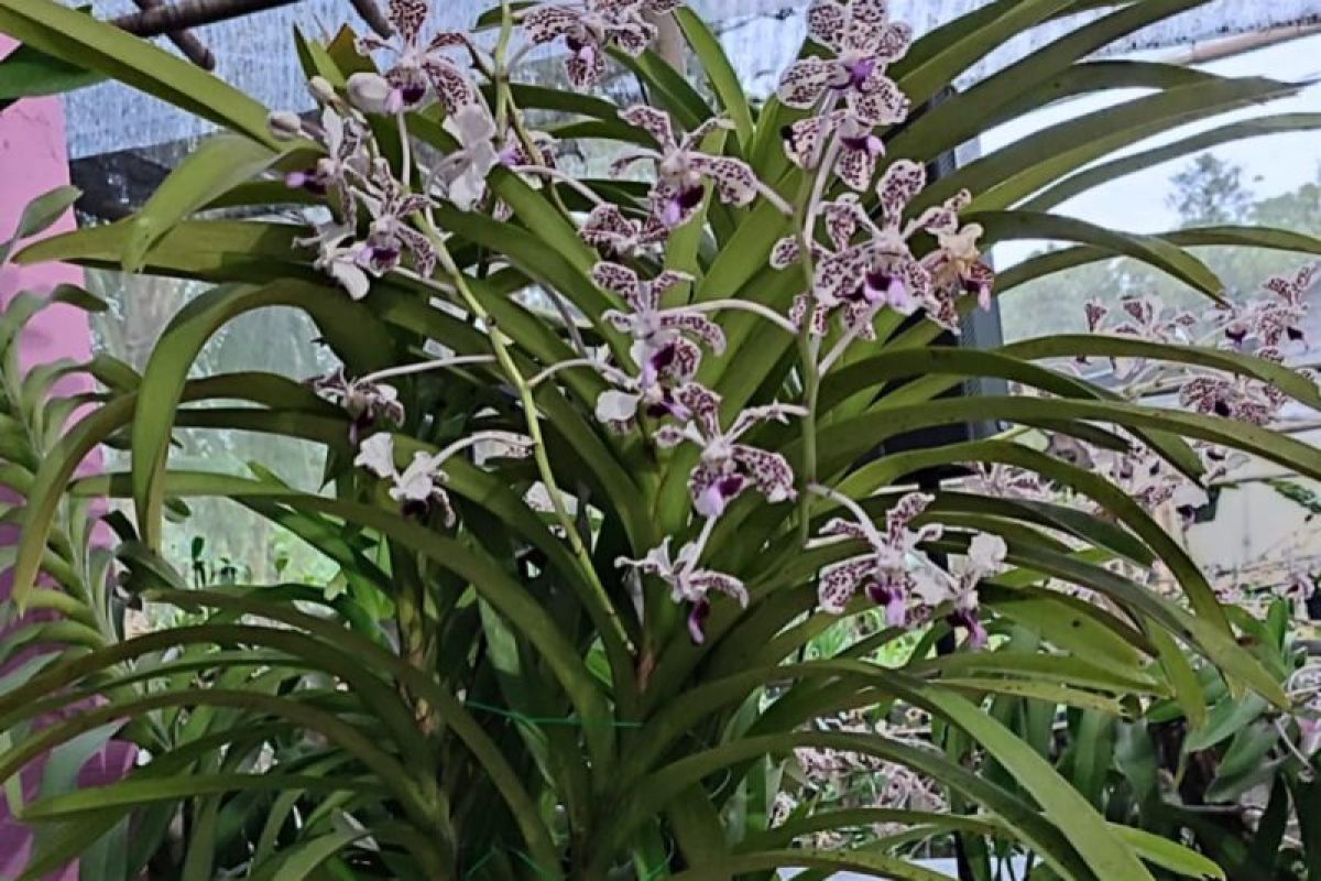 Festival Anggrek Vanda Tricolor lestarikan habitat anggrek Merapi