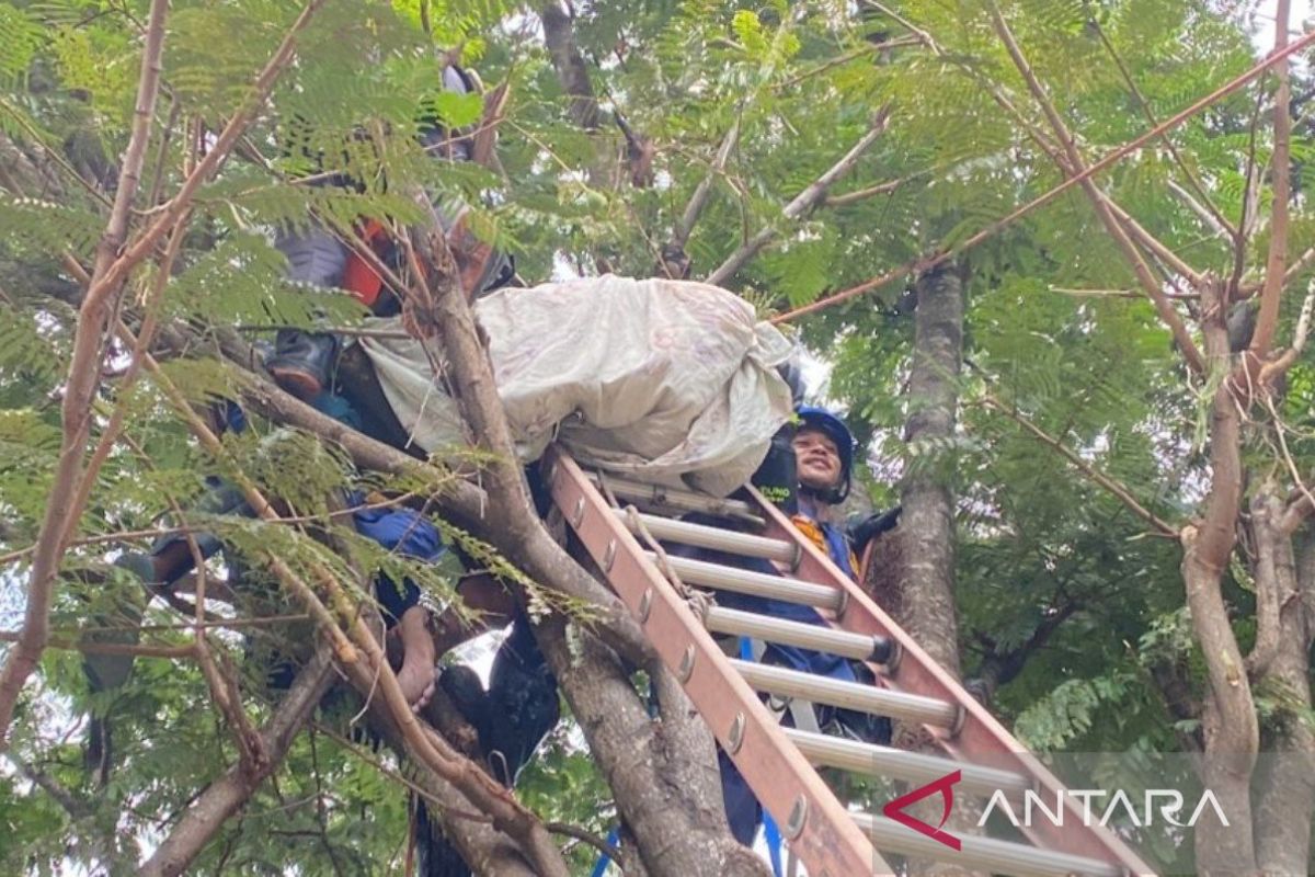 Tim Damkar Bogor evakuasi jasad pria yang tewas tersengat listrik di pohon petai