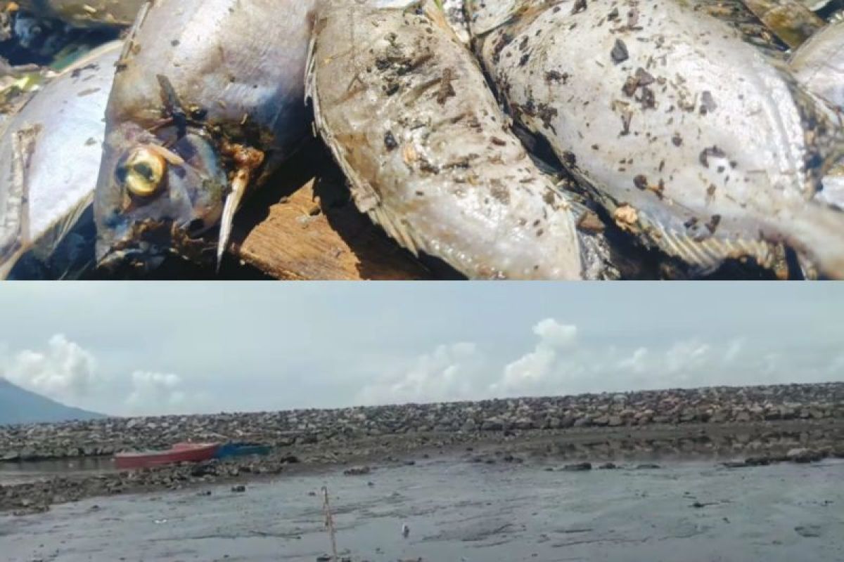 DLHK Ternate telusuri penyebab kematian ikan  di pantai Sasa