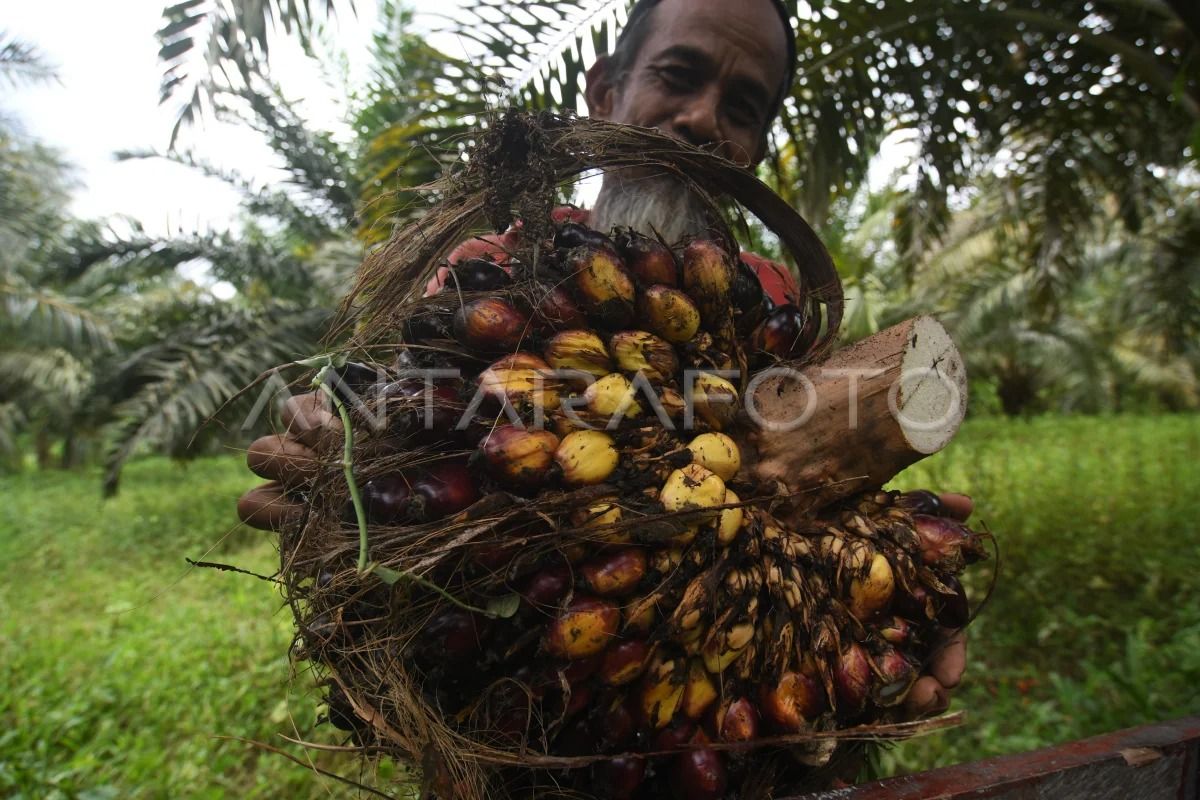 Memanen buah sawit