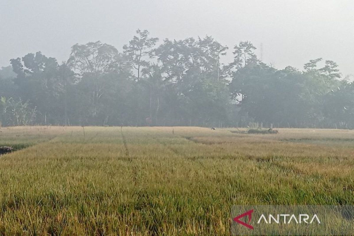 Kepala Dinas sebut wilayah Banyumas masih berpotensi panen padi hingga Oktober