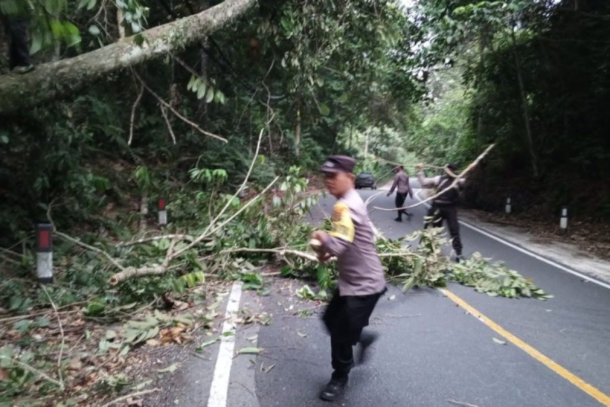 Polisi bersihkan pohon tumbang halangi jalan di kawasan TNBBS