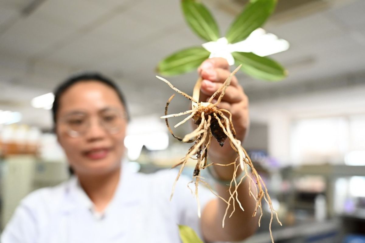 China tawarkan pelatihan kekayaan intelektual pada ilmuwan pertanian