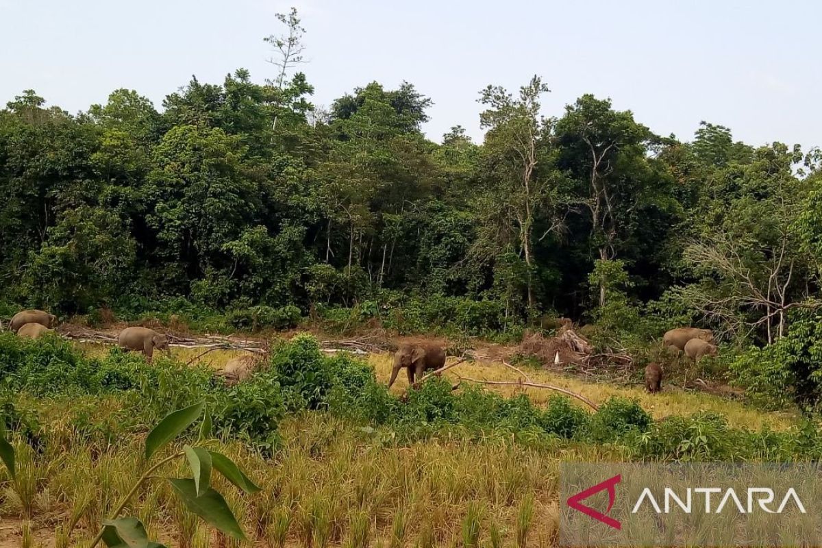Khawatir diusik gajah liar, petani di Pidie percepat panen padi