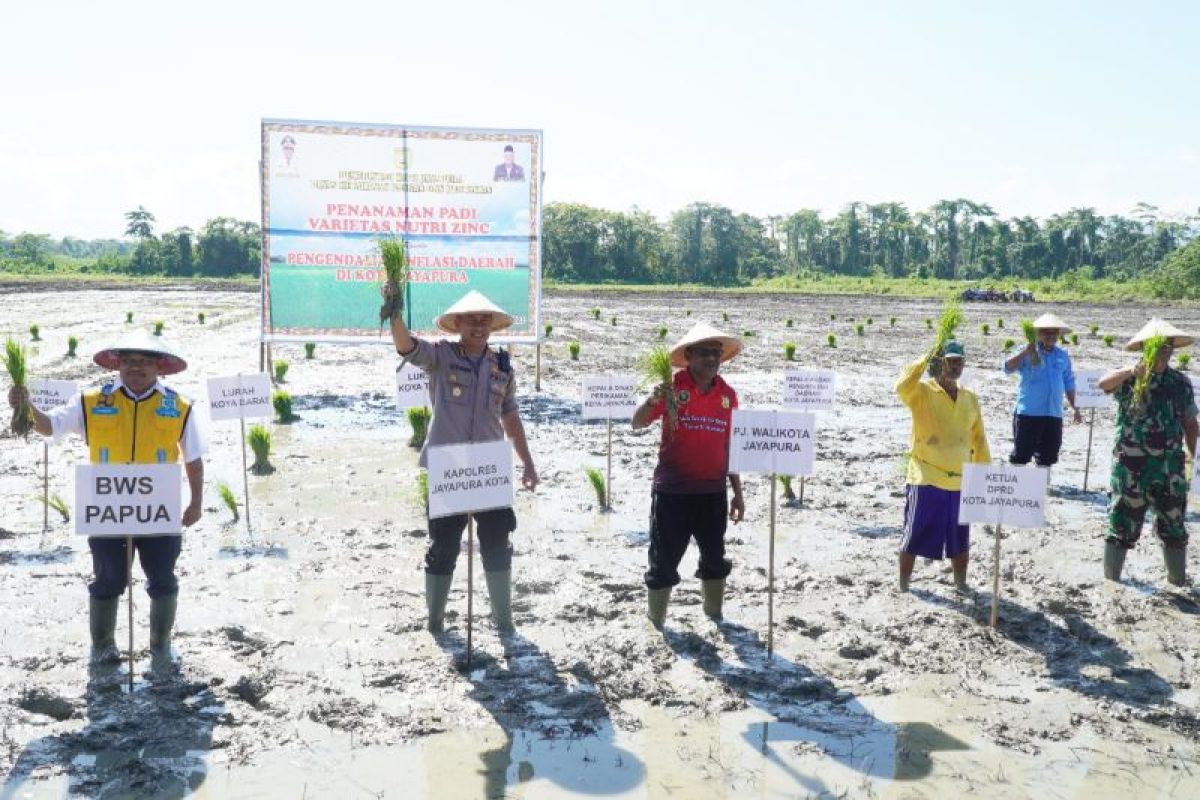 Pemkot Jayapura menanam padi jenis Inpari IR Zinc di Distrik Muara Tami