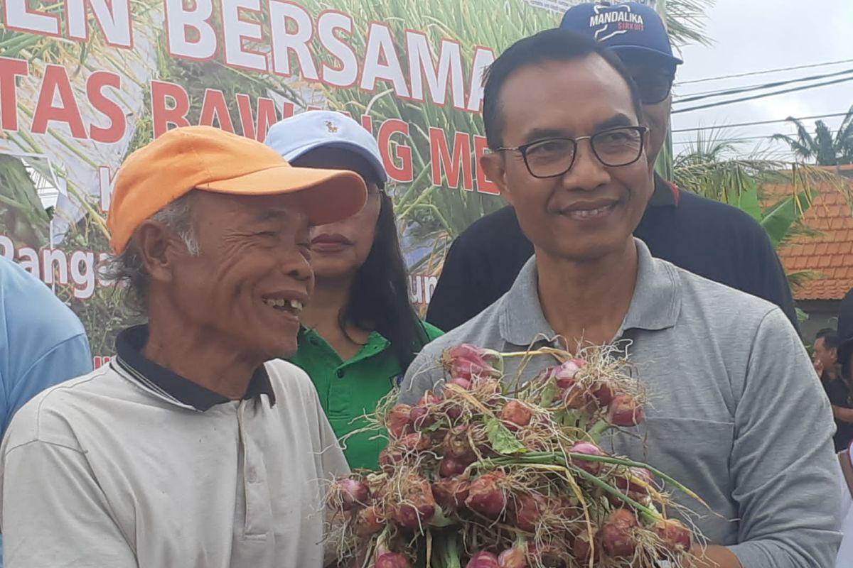 Badung meminta petani kembangkan budi daya bawang merah