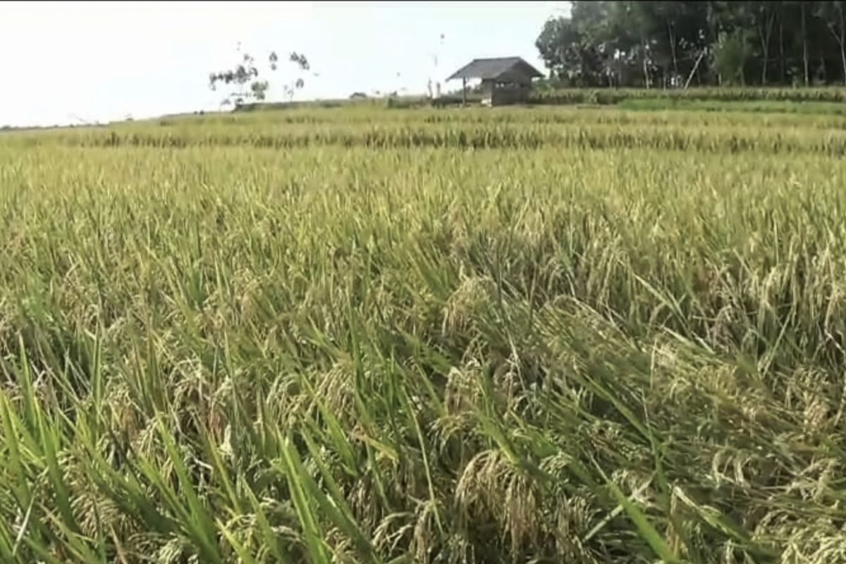 Pemprov Lampung sebut lumbung pangan solusi jaga stabilitas harga beras