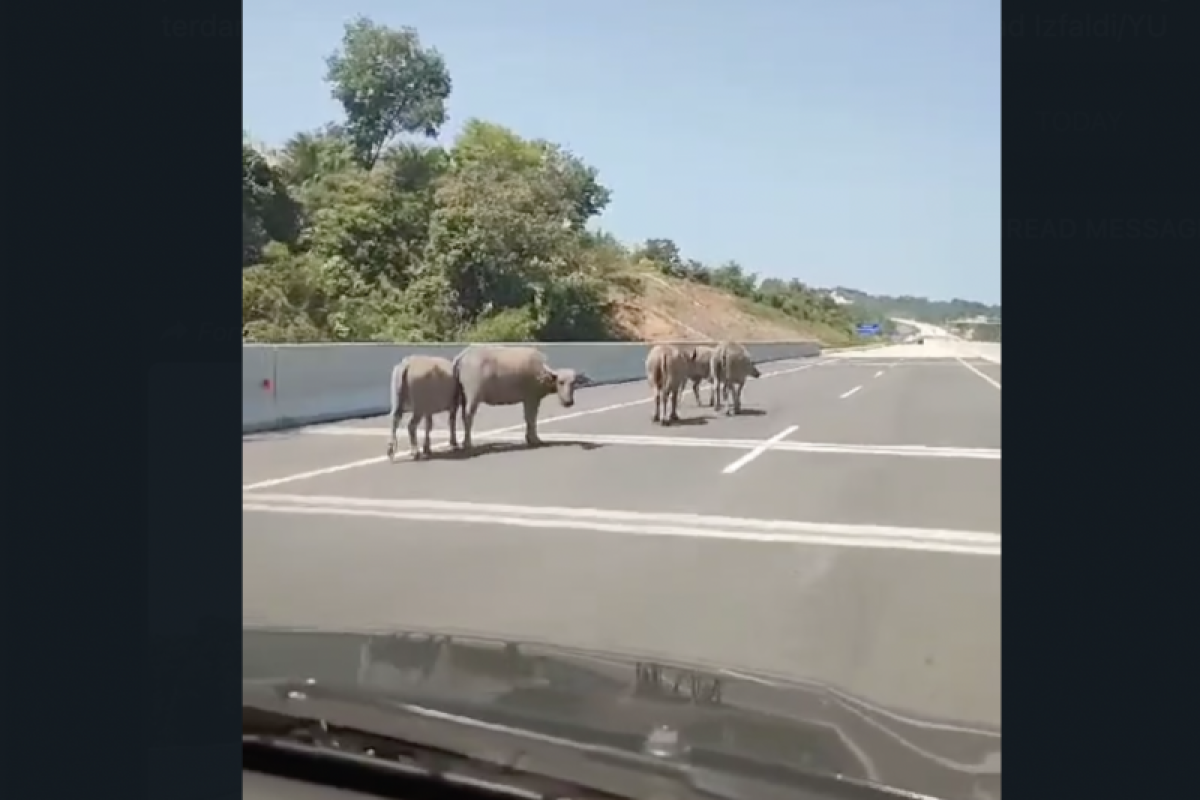 Viral kawanan ternak memasuki jalan tol Bengkulu-Taba Penanjung