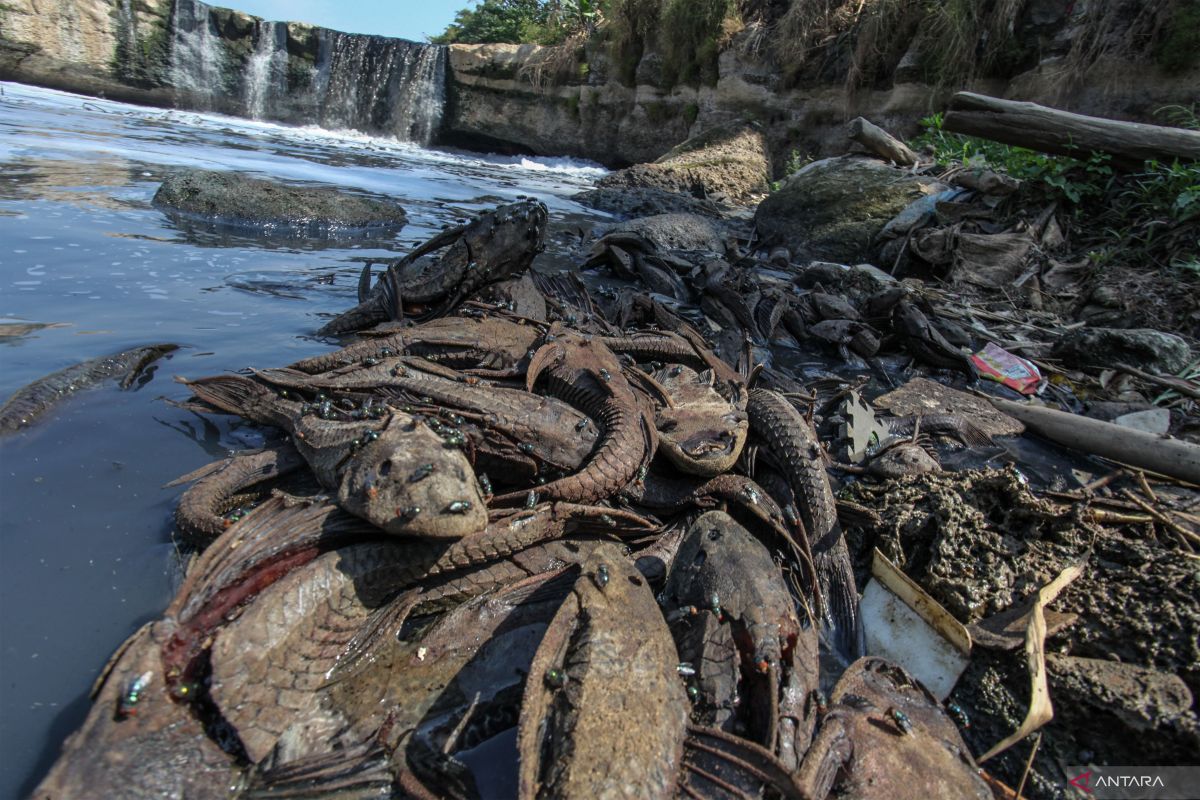 DKI kemarin, penanganan ikan sapu-sapu hingga Jakarta Marathon 2026