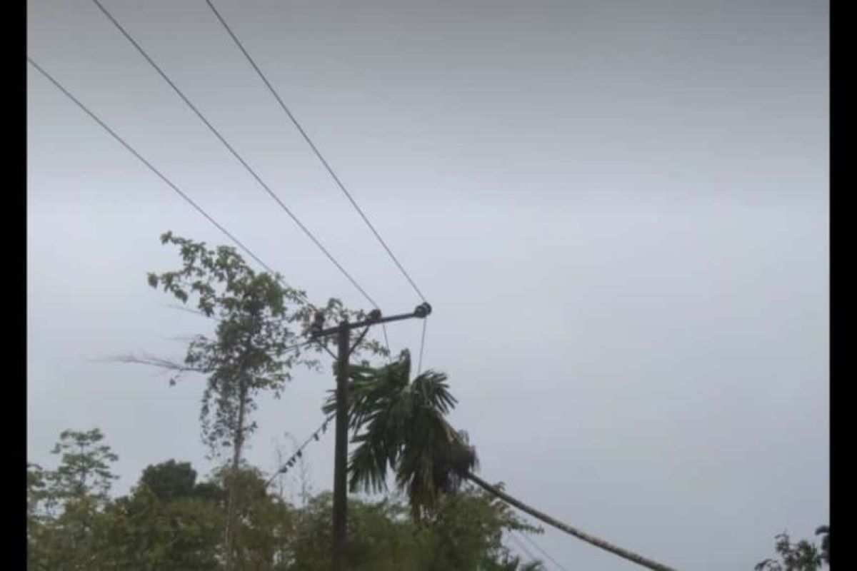 PLN imbau masyarakat izinkan pemangkasan pohon untuk jaga jaringan