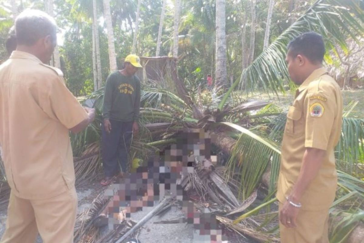 Seorang pelajar di Kabupaten Kupang tewas tertimpa pohon tumbang
