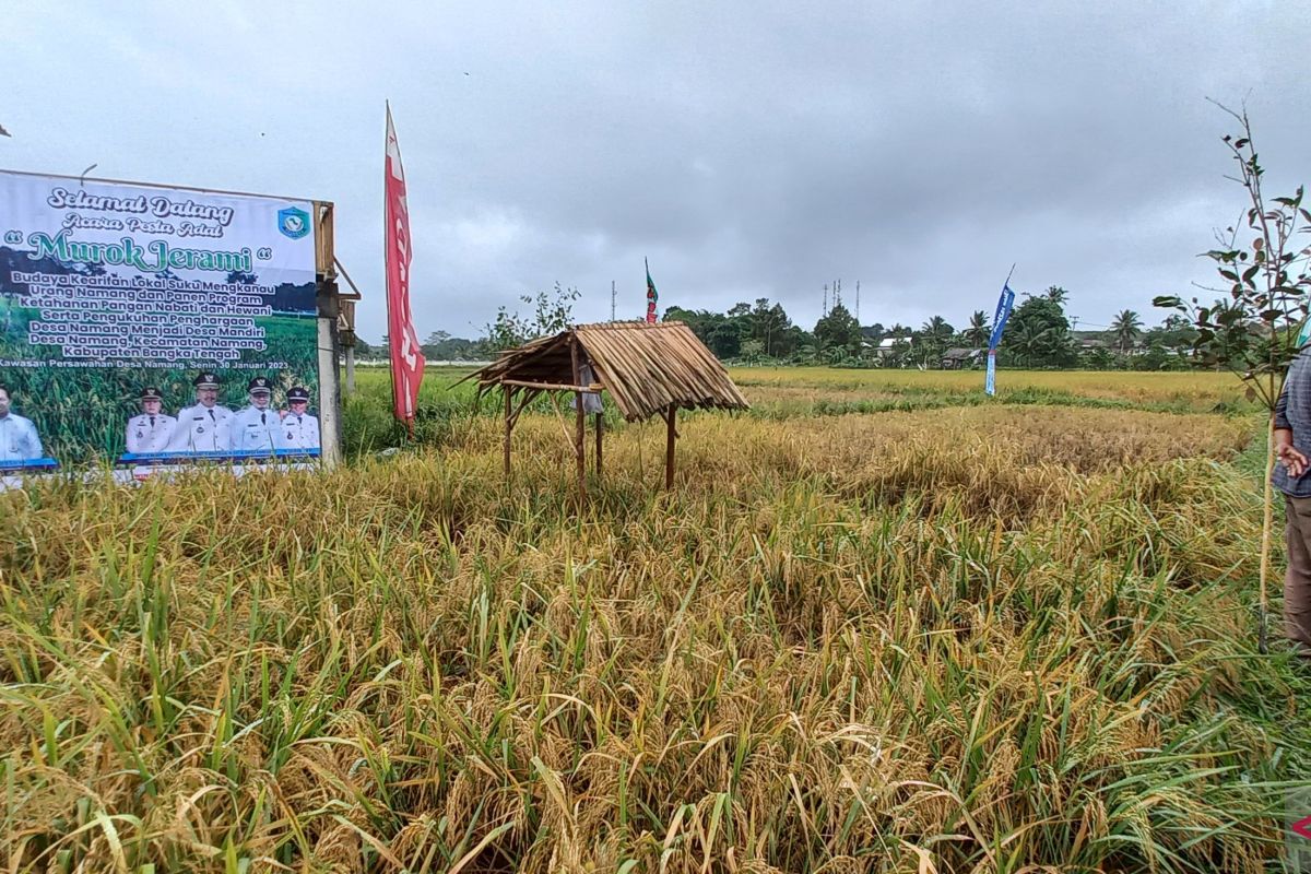 Petani padi sawah di Bangka Tengah tunda masa tanam