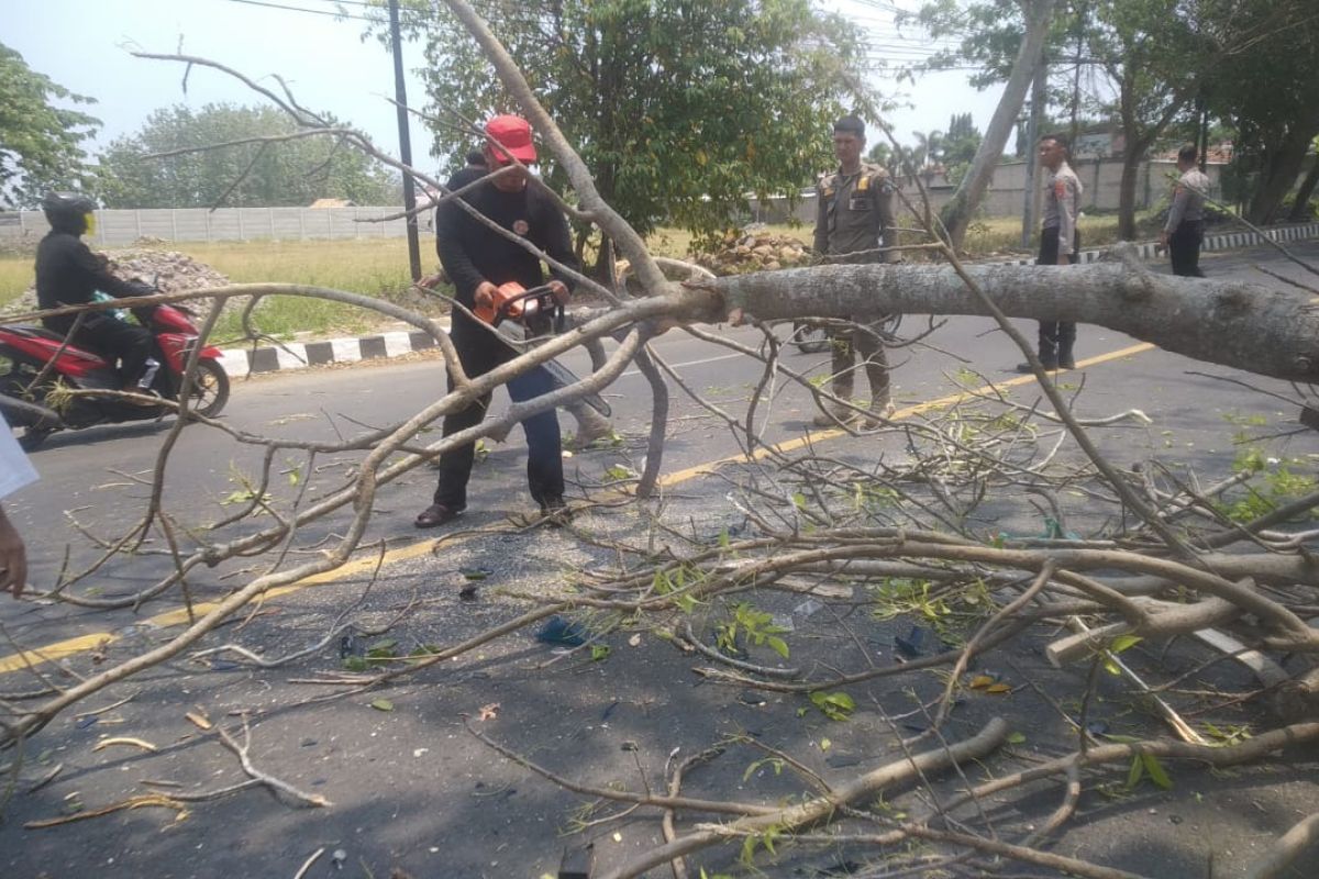 Damkarmat Lampung Selatan evakuasi pohon tumbang menimpa mobil Pol Airud