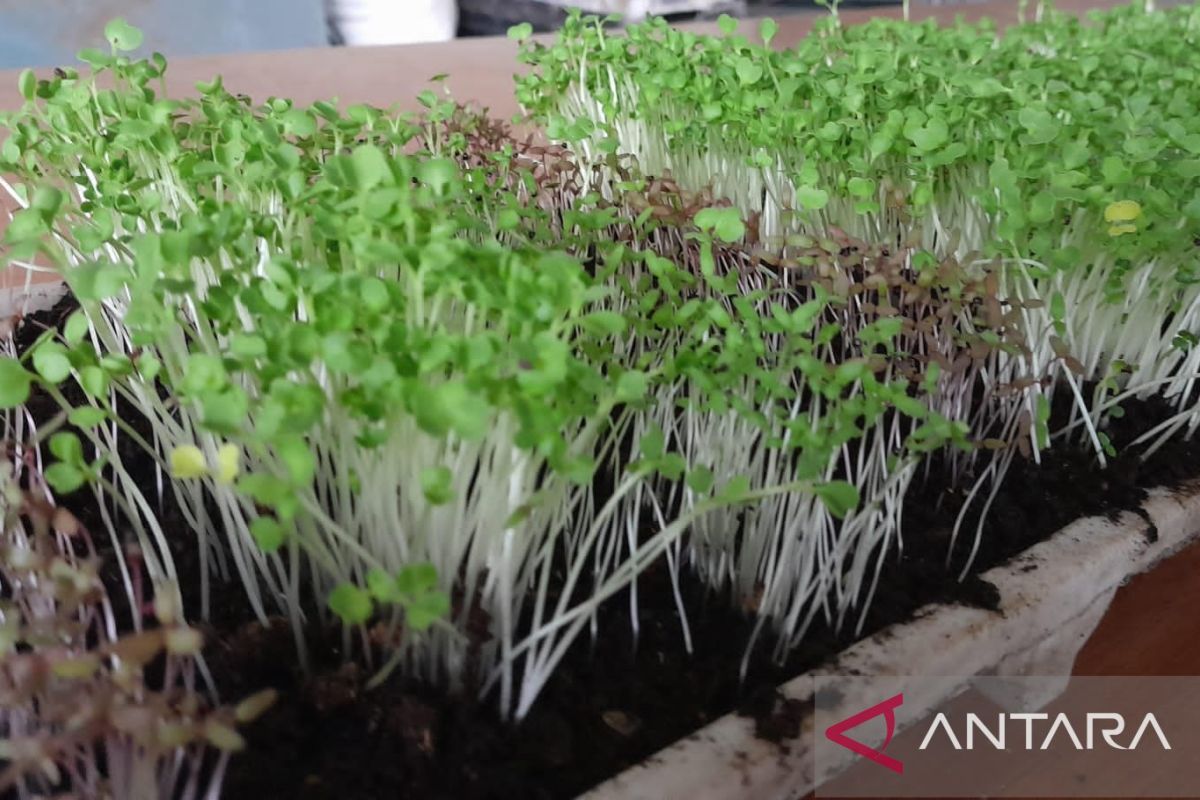 Urban farming microgreens bantu cegah stunting