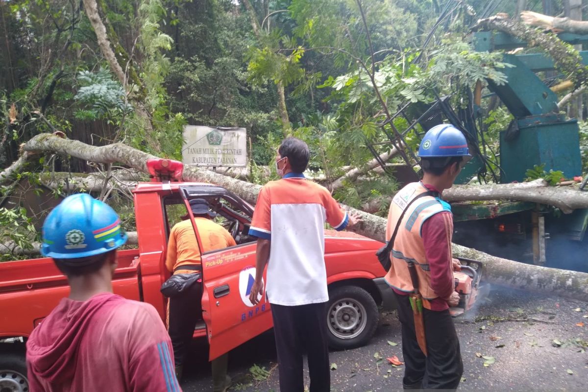 BPBD Tabanan atasi pohon tumbang di jalur Denpasar-Gilimanuk