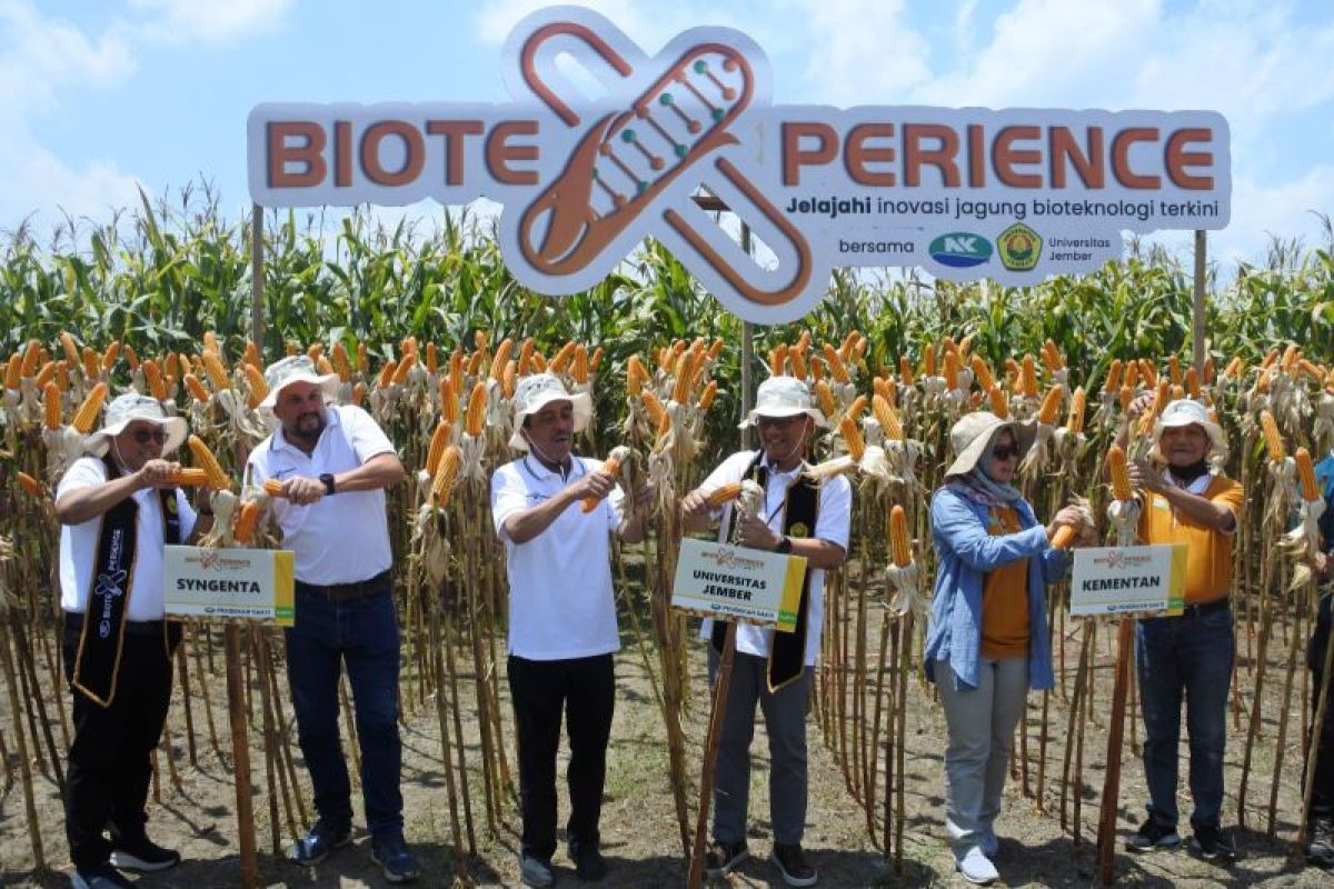 Syngenta Indonesia berhasil panen jagung biotek pertama di Indonesia
