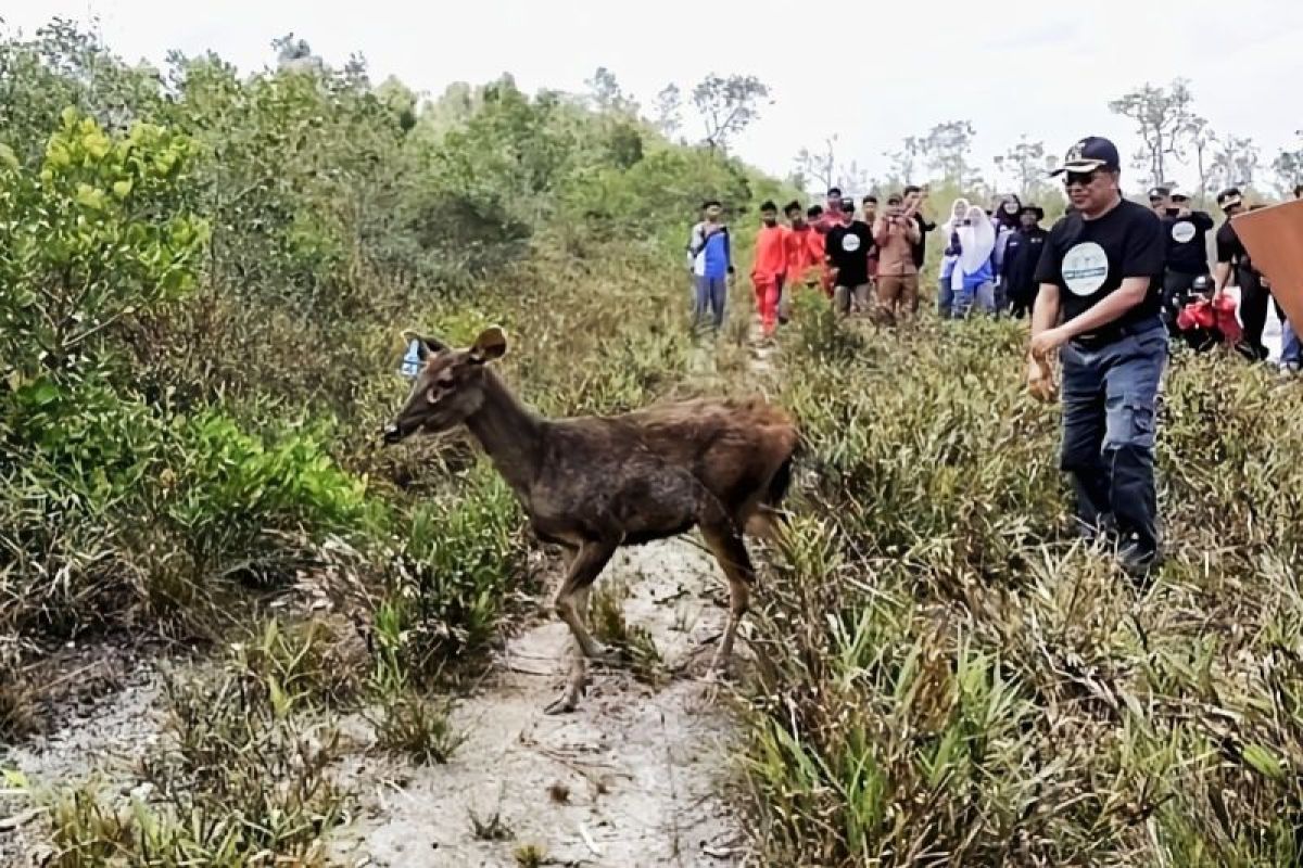 Pemkab Sukamara lepas liarkan rusa sambar di kawasan SM Lamandau cegah kepunahan