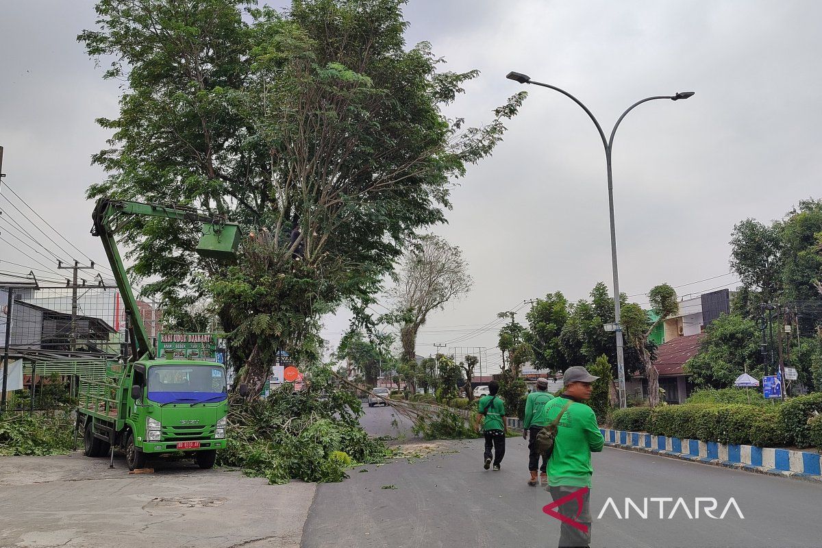 DLH Kota Bengkulu pangkas ratusan pohon tua antisipasi cuaca buruk