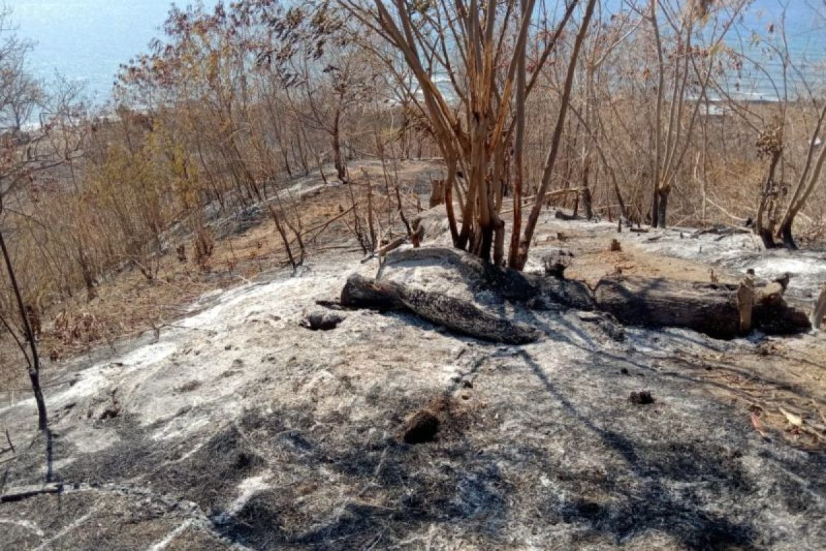 Kebakaran lahan pertanian di Palue capai 87 hektare