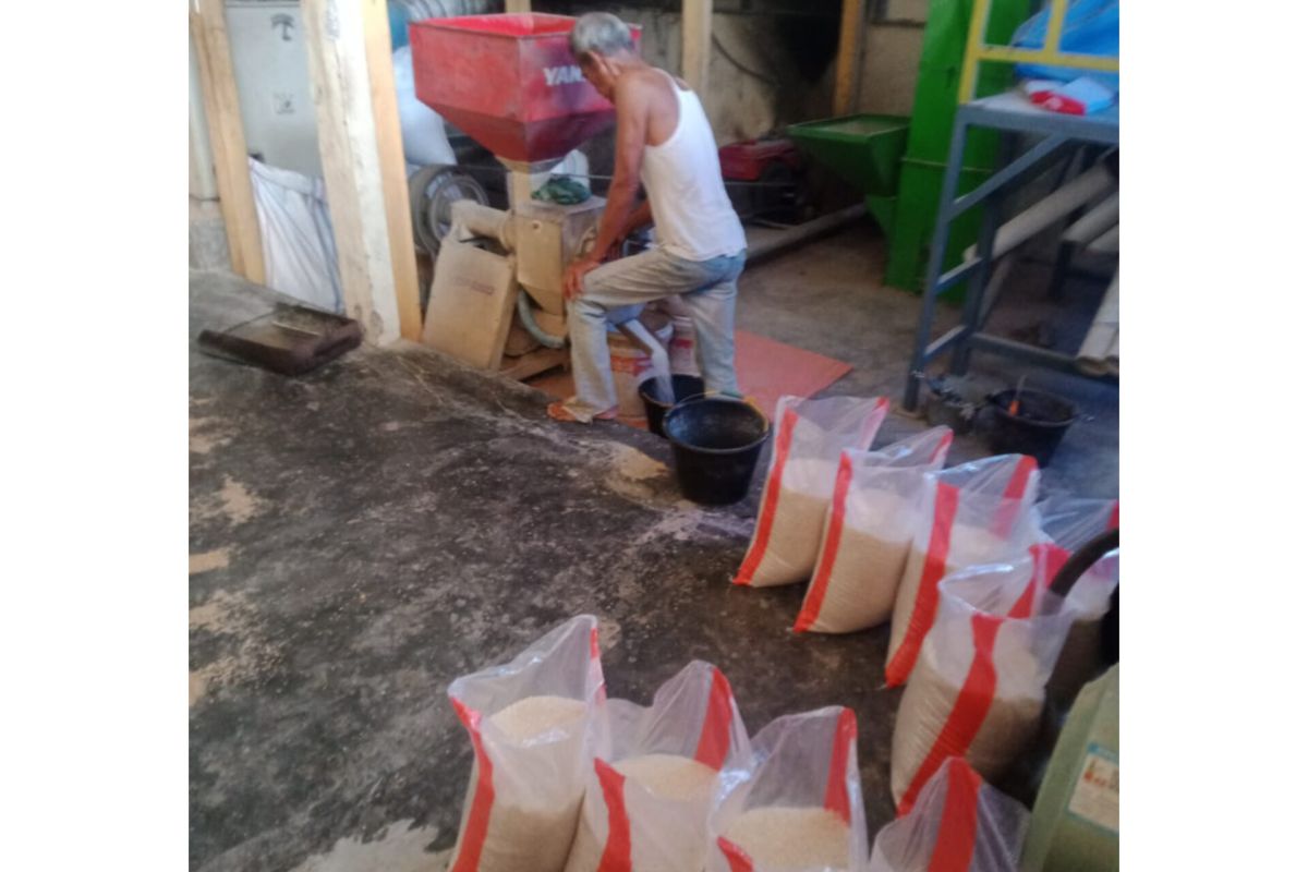 Pelaku usaha Rice Miling Unit di Pesisir Selatan pasok gabah dari Sumsel agar tetap eksis