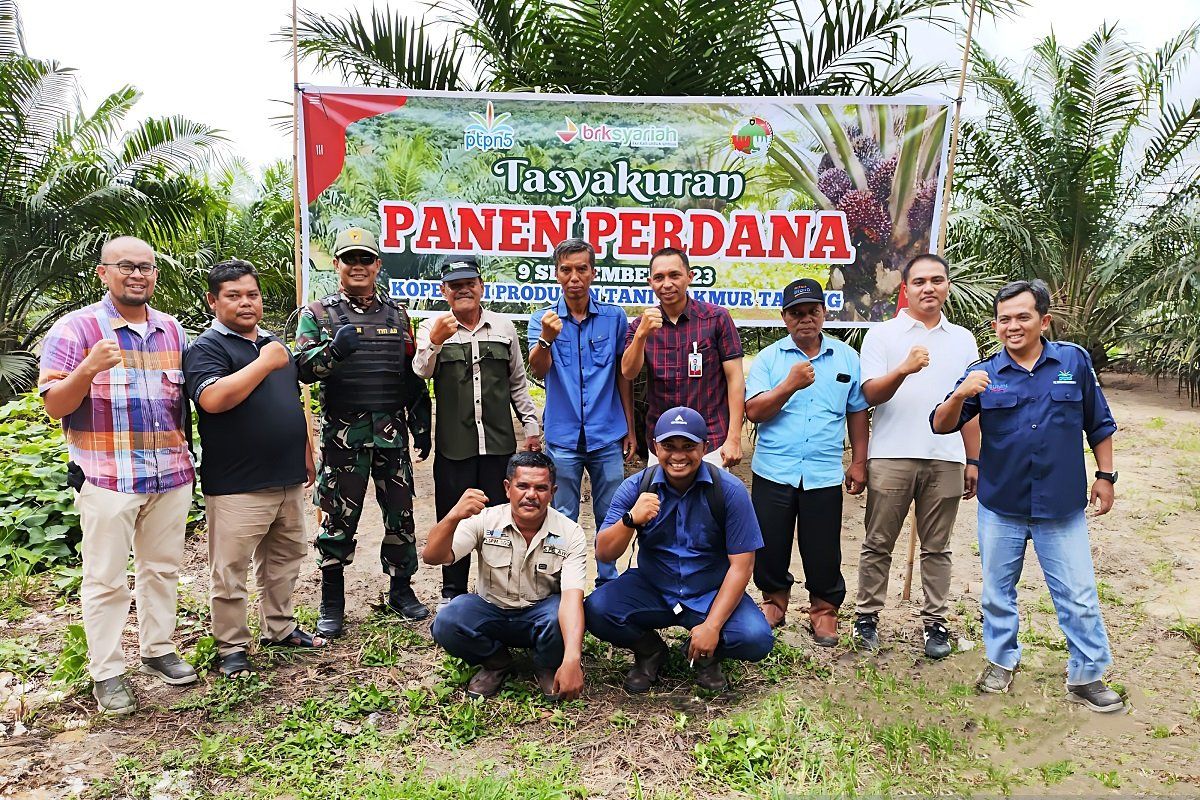 Ratusan petani peserta peremajaan sawit rakyat PTPN V kembali panen perdana