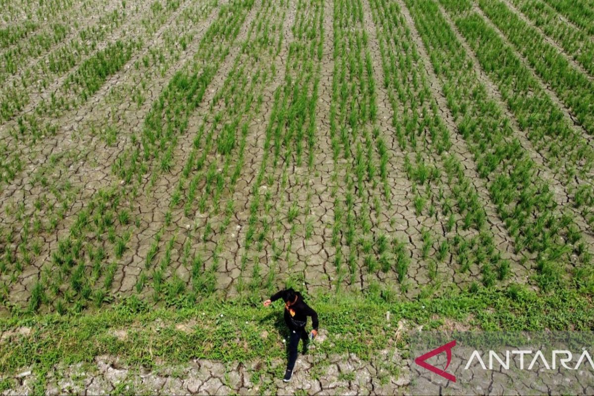 Pemkab Bekasi perpanjang masa tanggap darurat bencana kekeringan