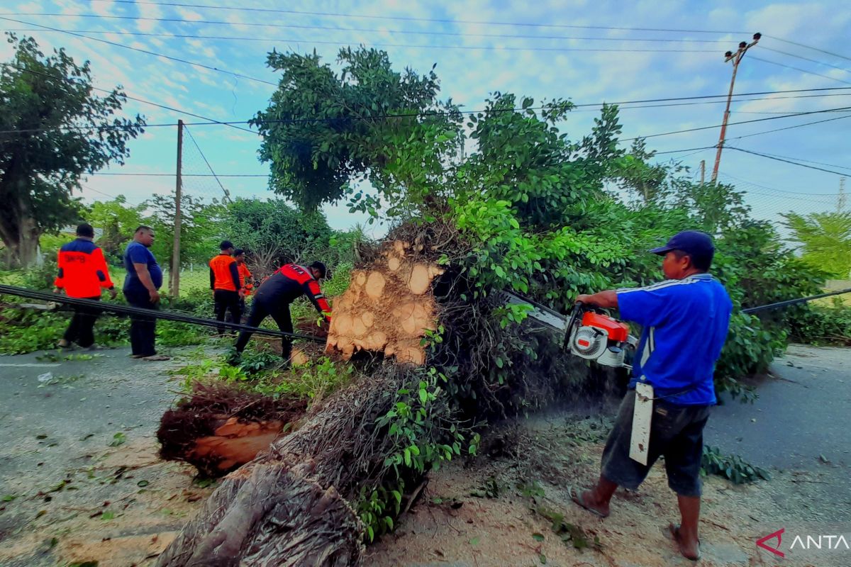 BPBD Kota Gorontalo tangani empat kejadian pohon tumbang dalam sehari