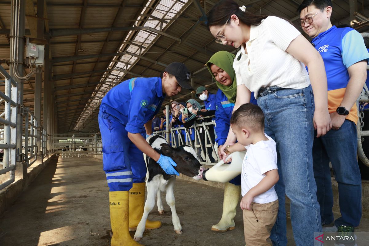 Nagita Slavina ceritakan pengalaman lihat langsung produksi susu