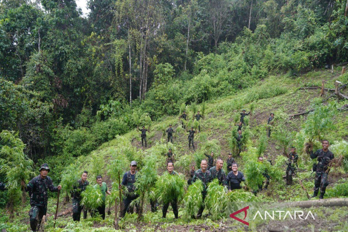 Korem 023/KS temukan satu hektar lebih ladang ganja di Kabupaten Mandailing Natal