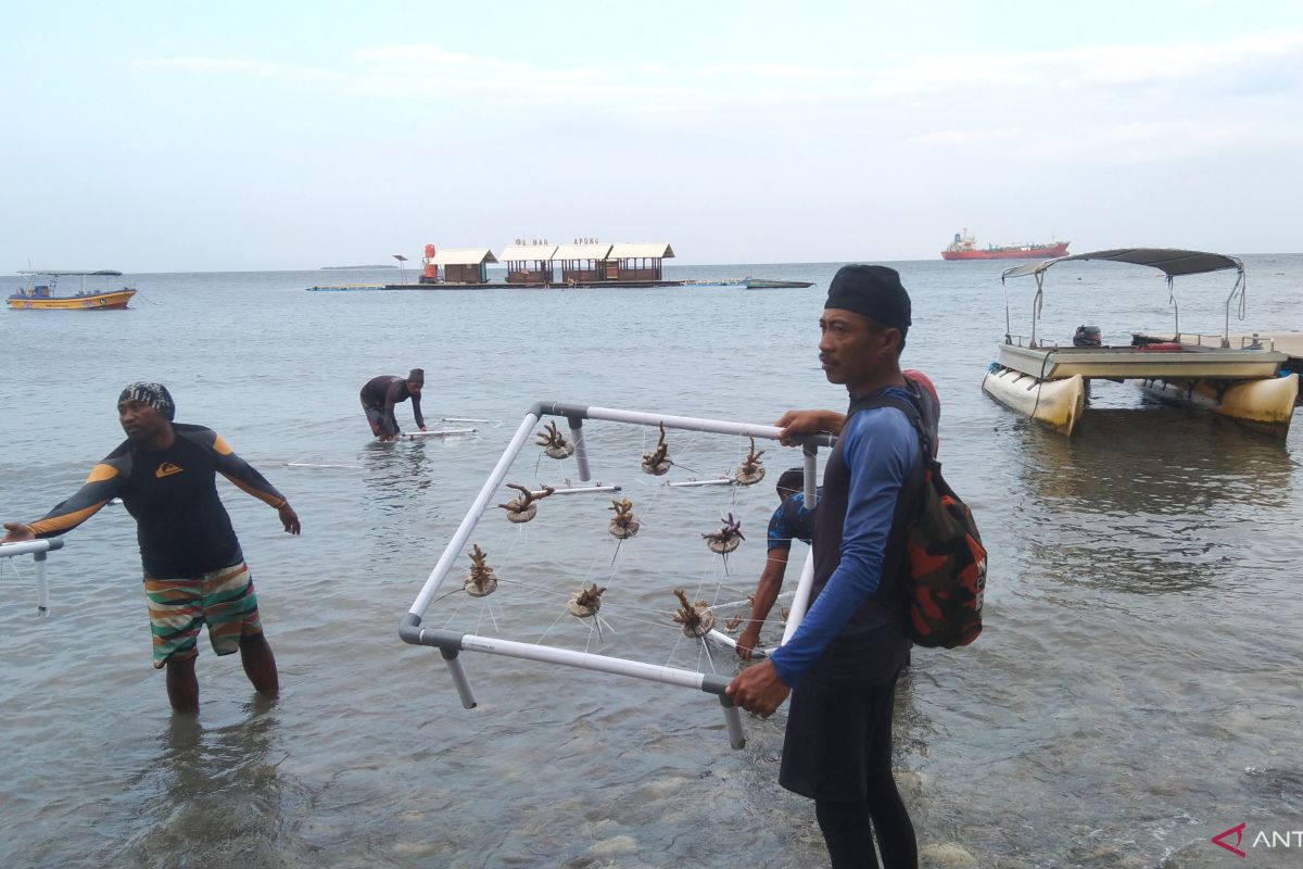 Pertamina transplantasi karang jaga ekosistem di laut Banyuwangi
