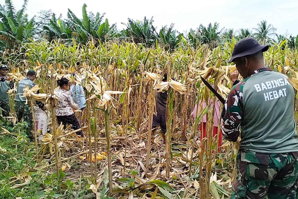 TNI wujudkan ketahanan pangan  Halmahera Utara lewat penanaman jagung