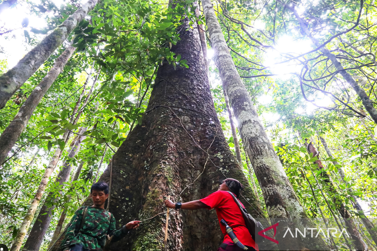 Pemkab Malinau ajak warga bersatu demi konservasi hutan Kalimantan